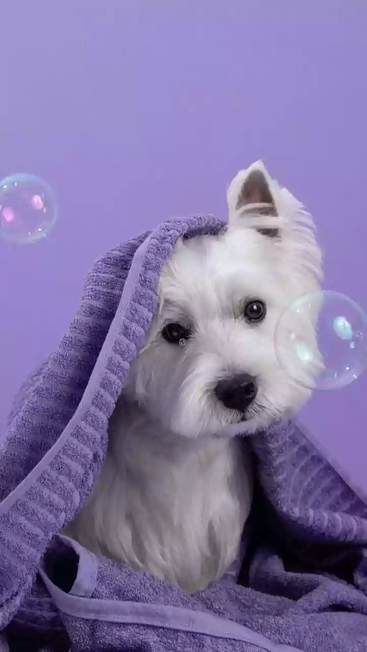 Premium Pet Care Is Having A Big India Moment