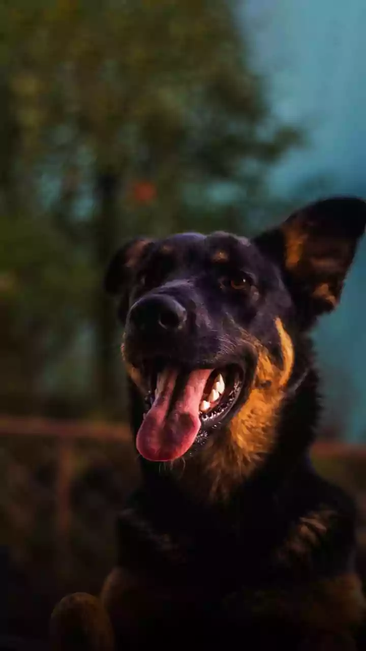 Telangana: Sarpanch, 2 others booked for allegedly poisoning 100 stray dogs