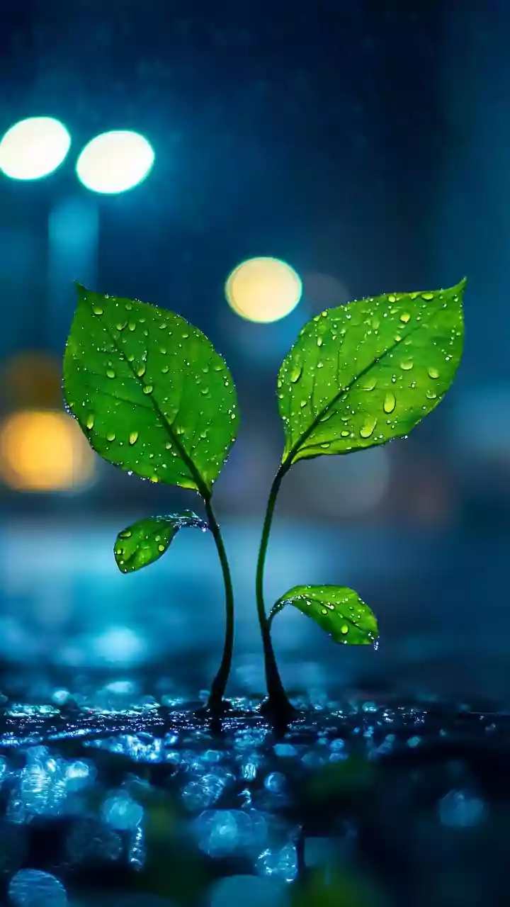 Monsoon-Fed Plants May Need Support Before Extra Nutrition