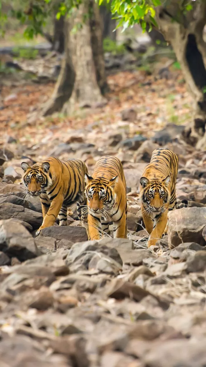 Tiger estimation exercise begins in Odisha's Similipal reserve