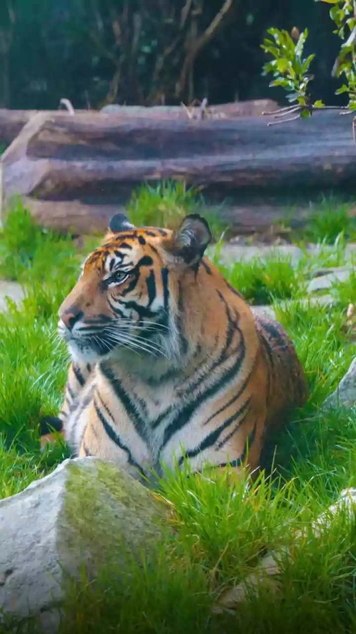 Top 5 Tiger Habitats: Spot Tigers in India's Best Parks