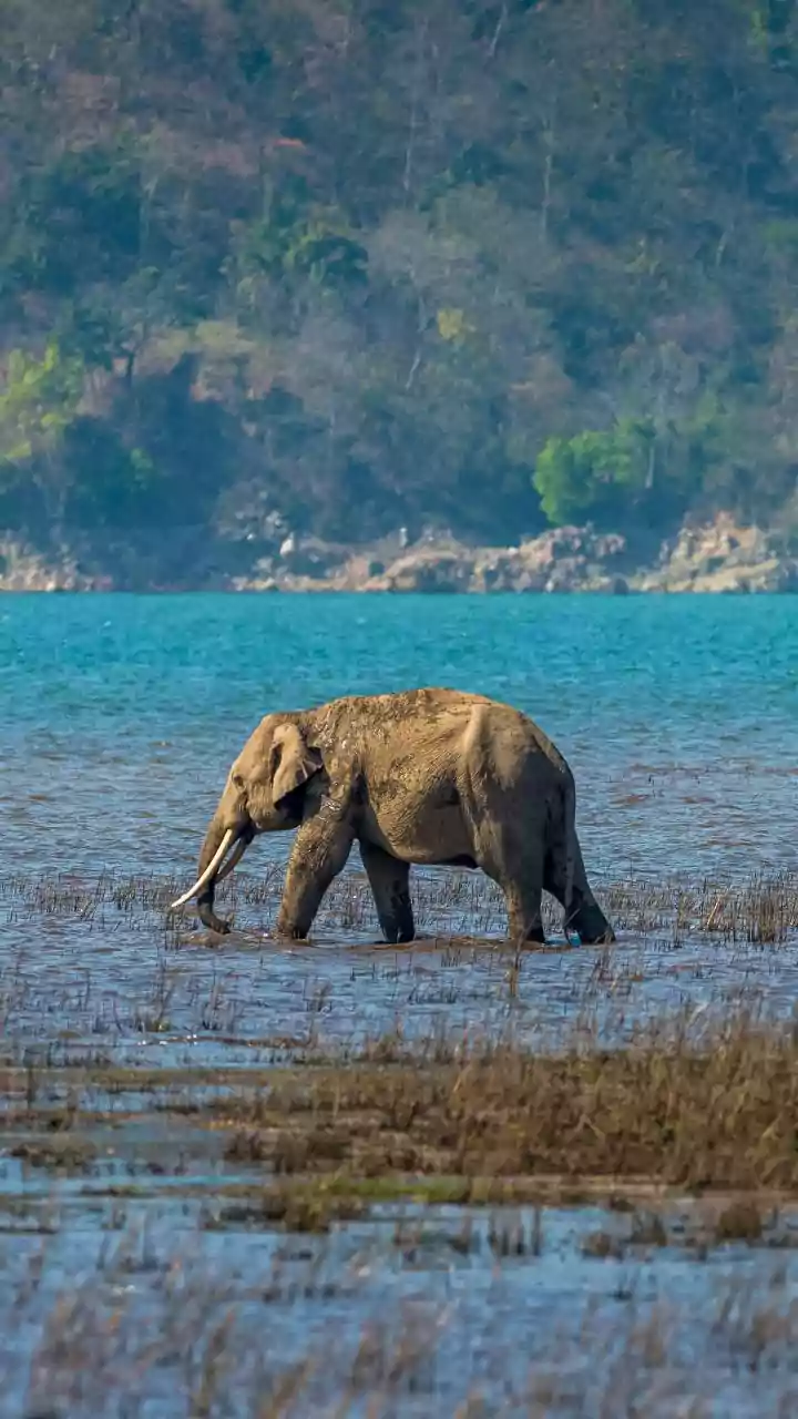 Rescued elephants in Mathura beat heat with ice popsicles, mud baths and special summer diet