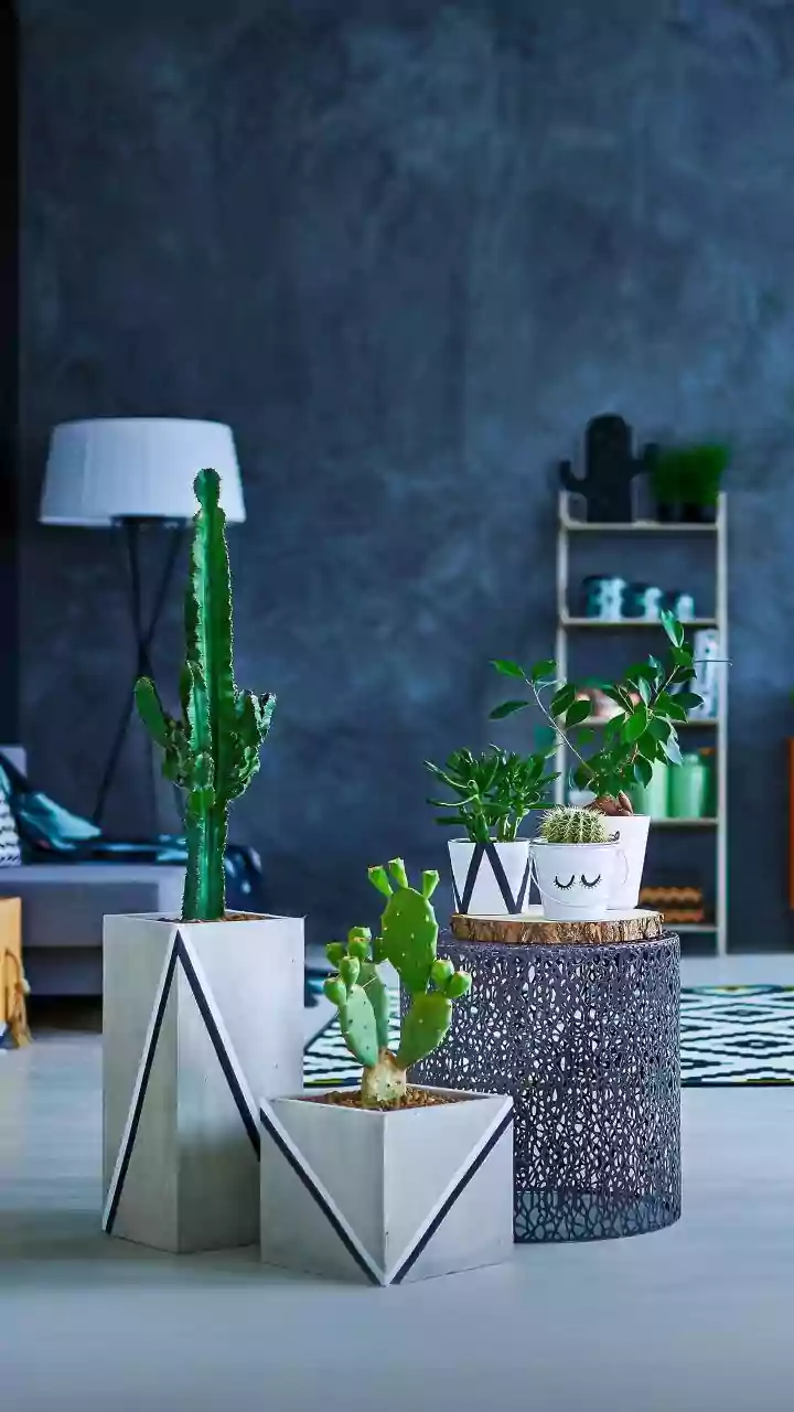 Decorating Rooms With Indoor Plants Made Easier With Repurposing Containers As Planters