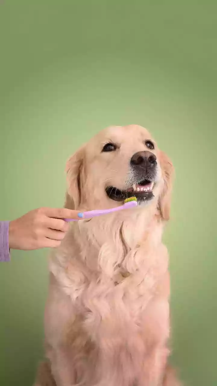 Pet Grooming And Nutrition Are Premium Lifestyle Spending Now