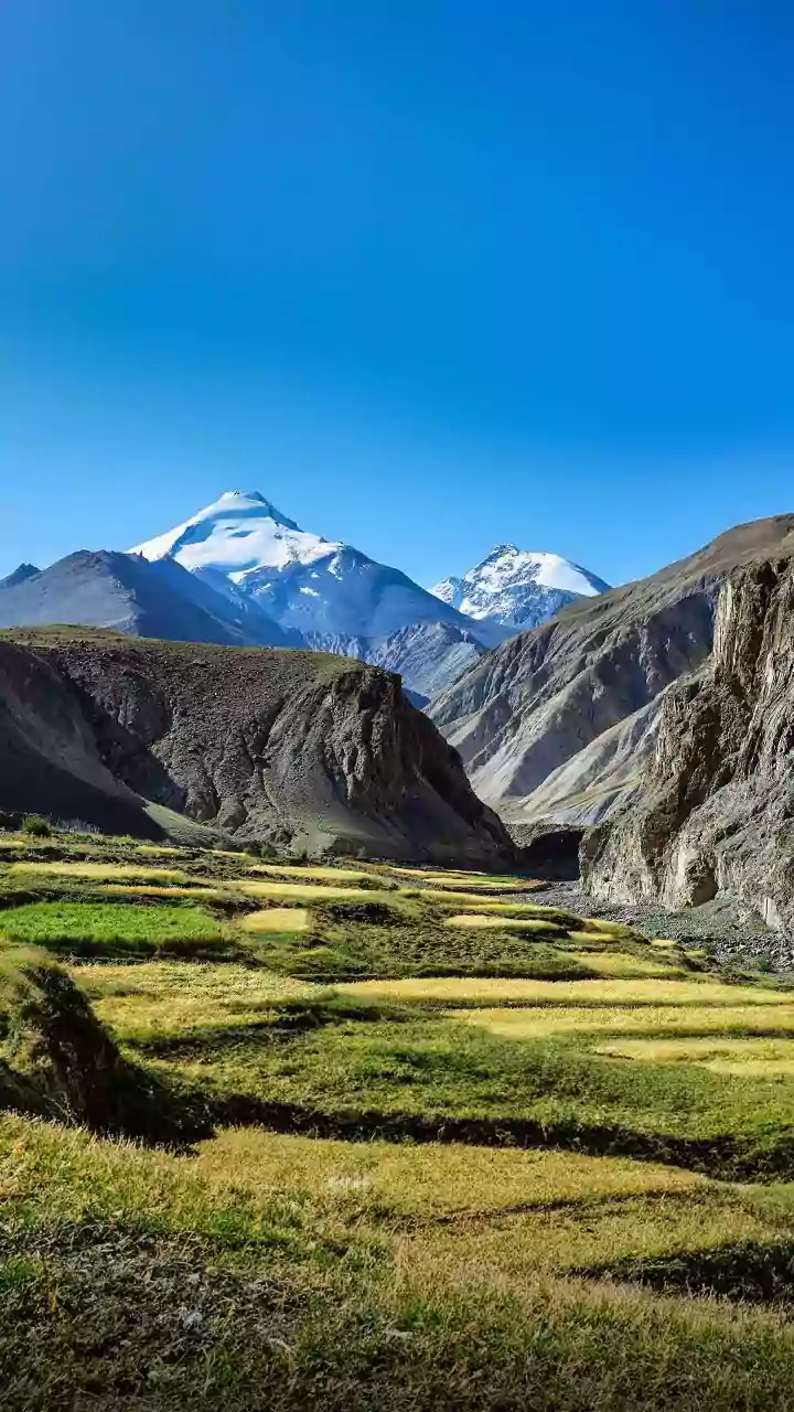 Ladakh's Apricot Blossoms: India's Hidden Spring Spectacle – A Visual Feast!