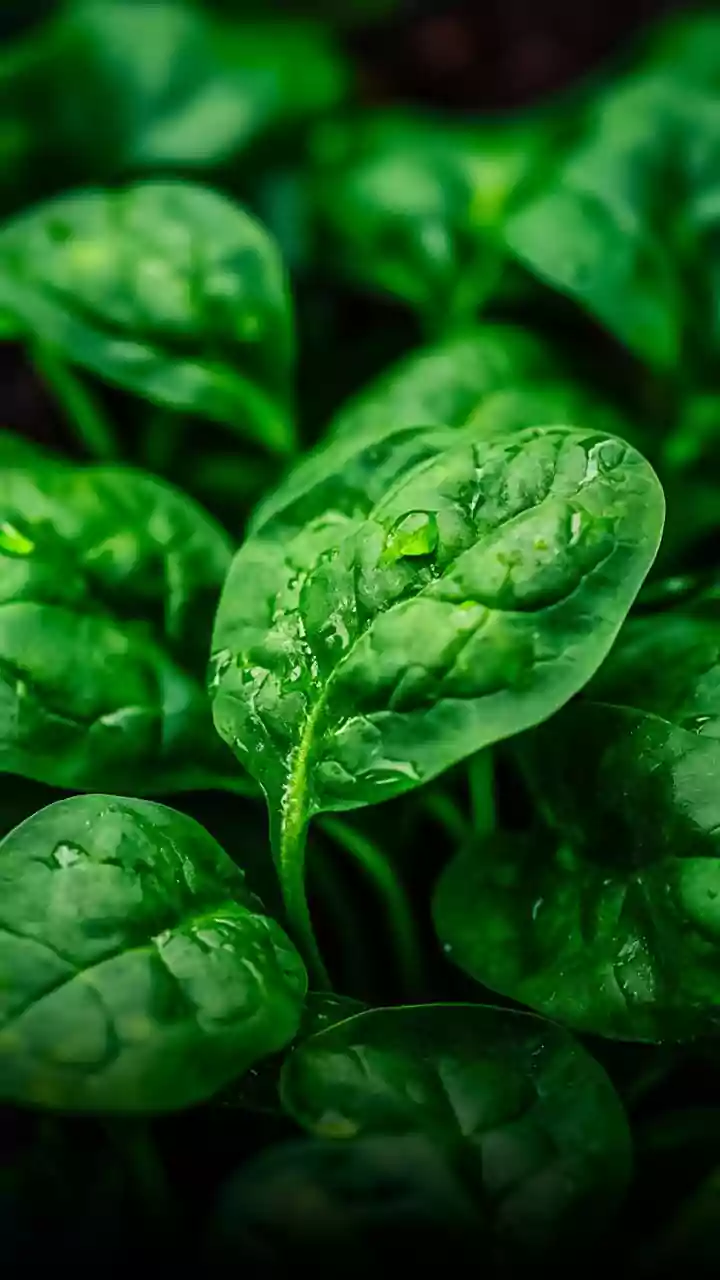 Vitamin B12, folate deficiencies could be related with fatigue, reduced motivation: Study