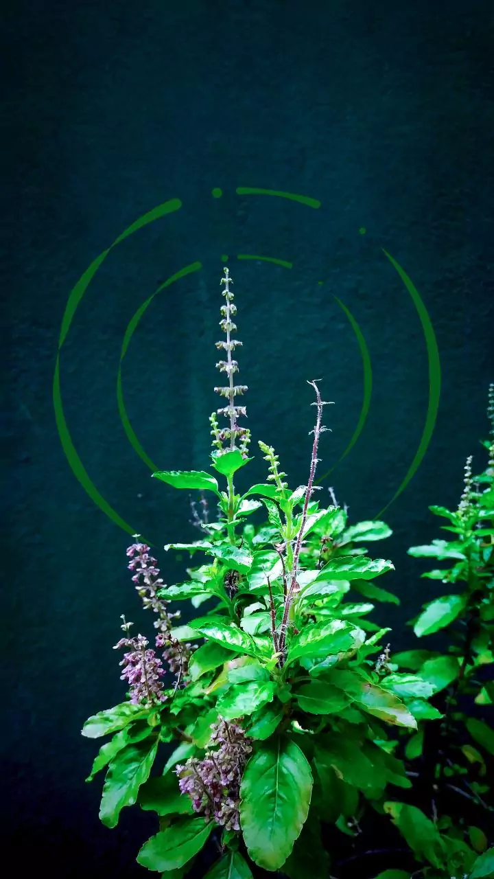 Why Balcony Herb Gardens Are Flourishing In Urban Apartments This Monsoon