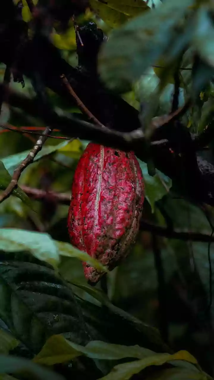 South Indian Single-Origin Cacao Drives A Sustainable Shift In India’s Luxury Gifting Sector