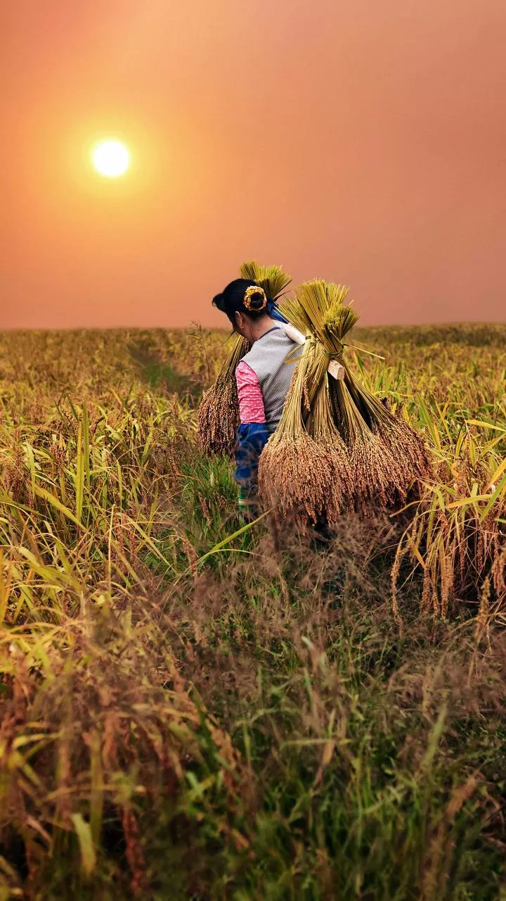 G RAM G Bill retrograde legislation, betrays rural workers: SKM