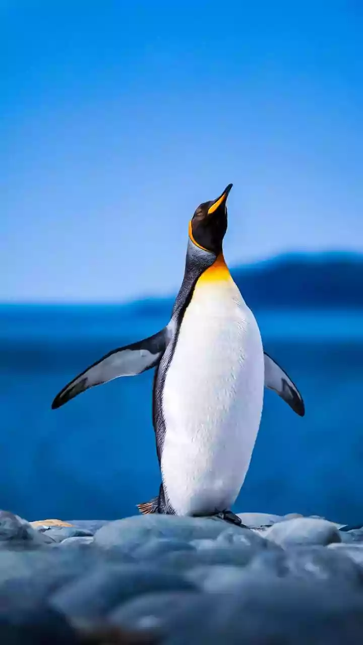 Scientists discover new penguin species after 100 years, but there is a worrying twist