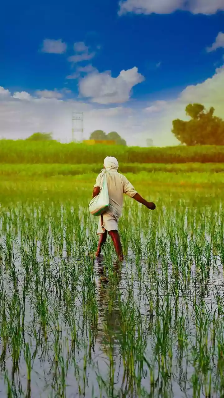 Understanding Crop Insurance Schemes in Andhra Pradesh