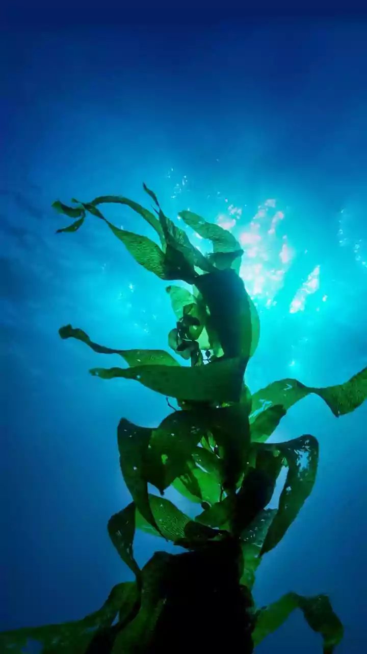 Seaweed Bathing: An Ancient Aquatic Ritual for Modern Wellness