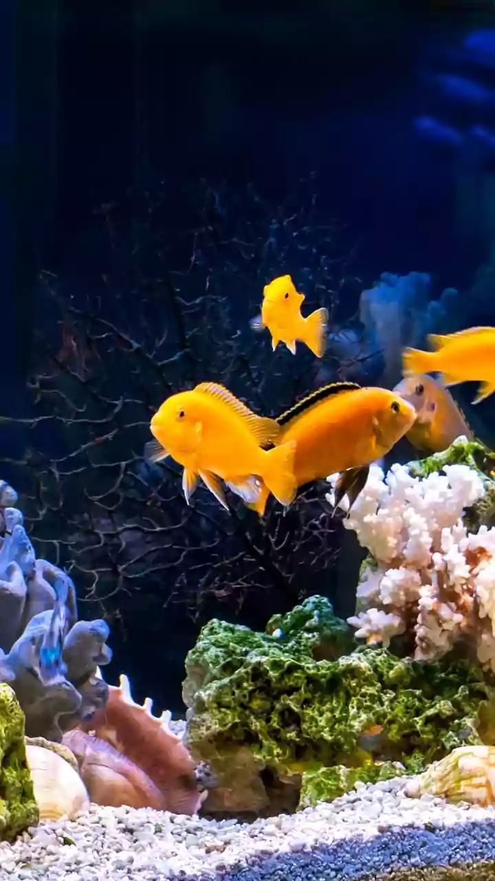5 Unique Aquarium Creatures for a Sparkling Tank
