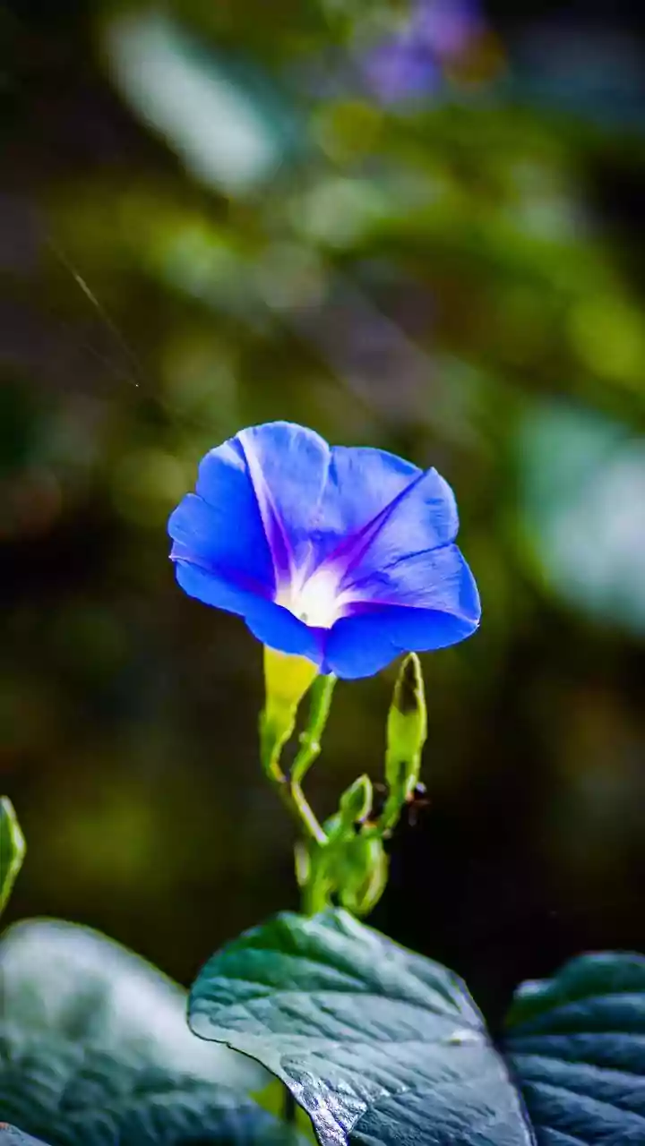 A ₹25,000 Warning Is Protecting One of Tamil Nadu's Rarest Blooms