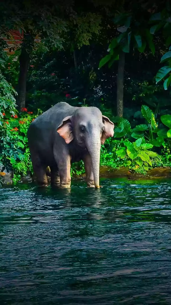 Elephant's Selfie Moment: Gentle Giant's Intriguing Reaction to Its Photo Delights Internet