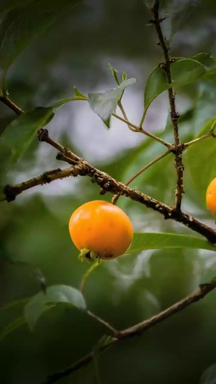 Antiga fruta de quintal volta aos pomares; veja qual é e os benefícios