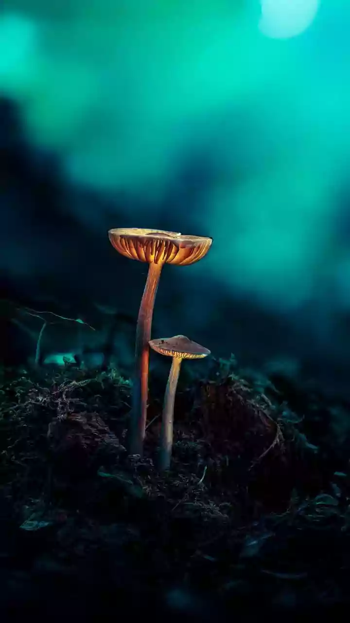 Southern Hills Draw Wilderness Lensmen Tracking Bioluminescent Forest Magic