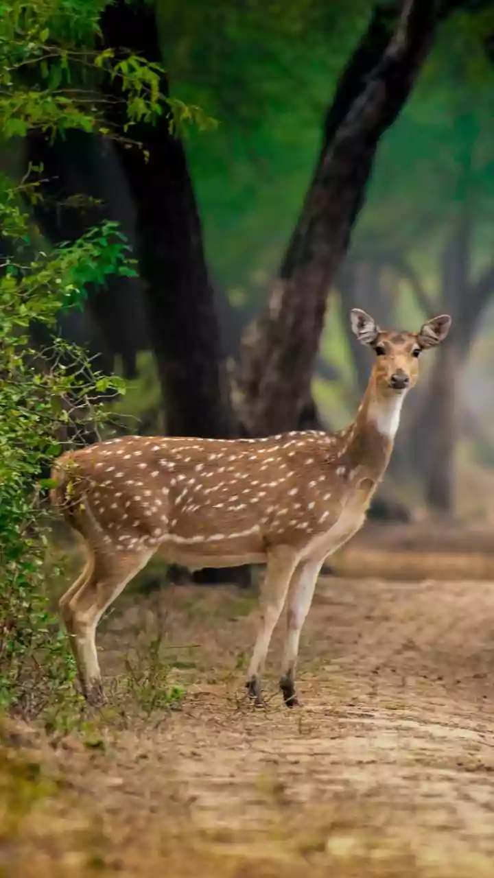 Madhya Pradesh Reigns Supreme: India's National Park Capital You Didn't Expect