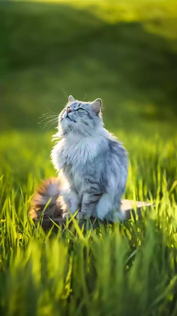 Dry air season begins — cat owners share fur control tips