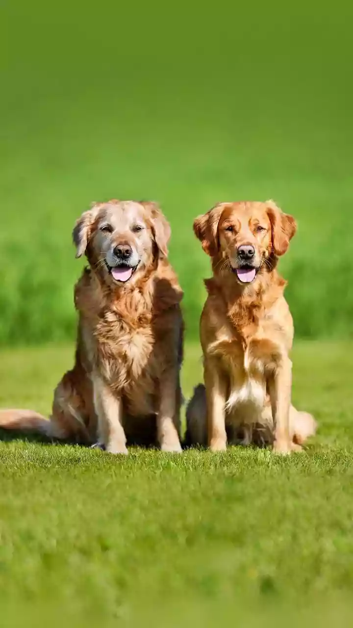 The Petcare Market Is Expanding With India’s Growing Base Of Pet Parents