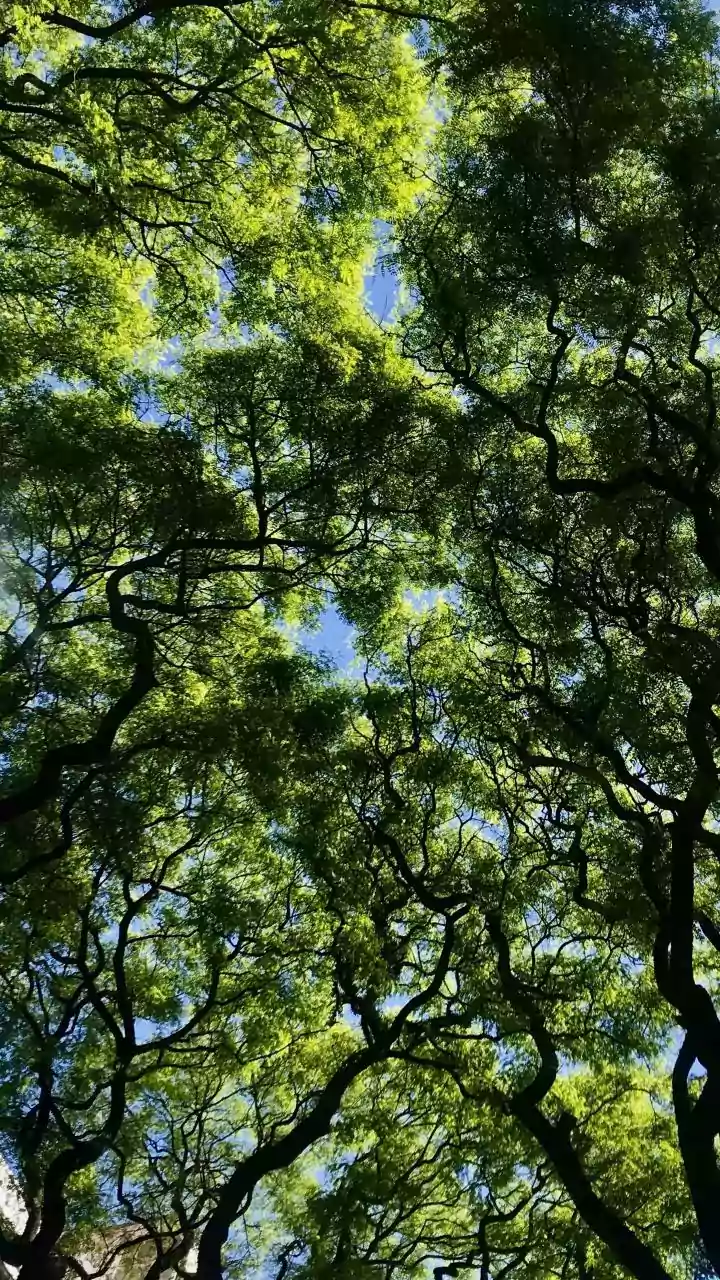 Tree-Gazing Routes Are Making Delhi Feel Greener