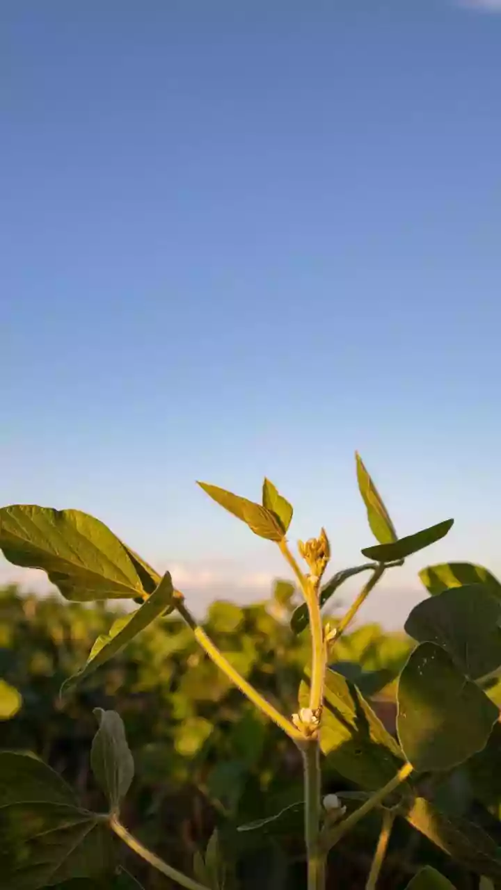 Por que algumas plantas crescem tortas? A ciência explica o fenômeno