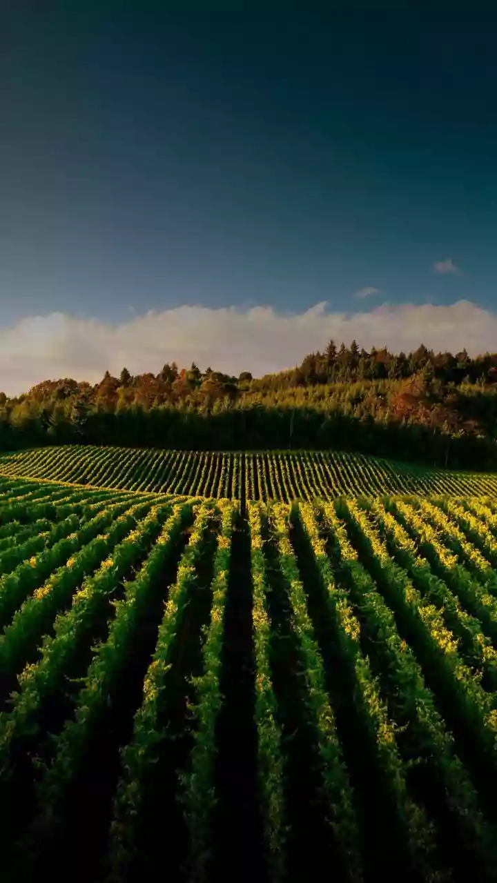 Vale dos Vinhedos lança primeiro vinho coletivo com Denominação de Origem do Brasil