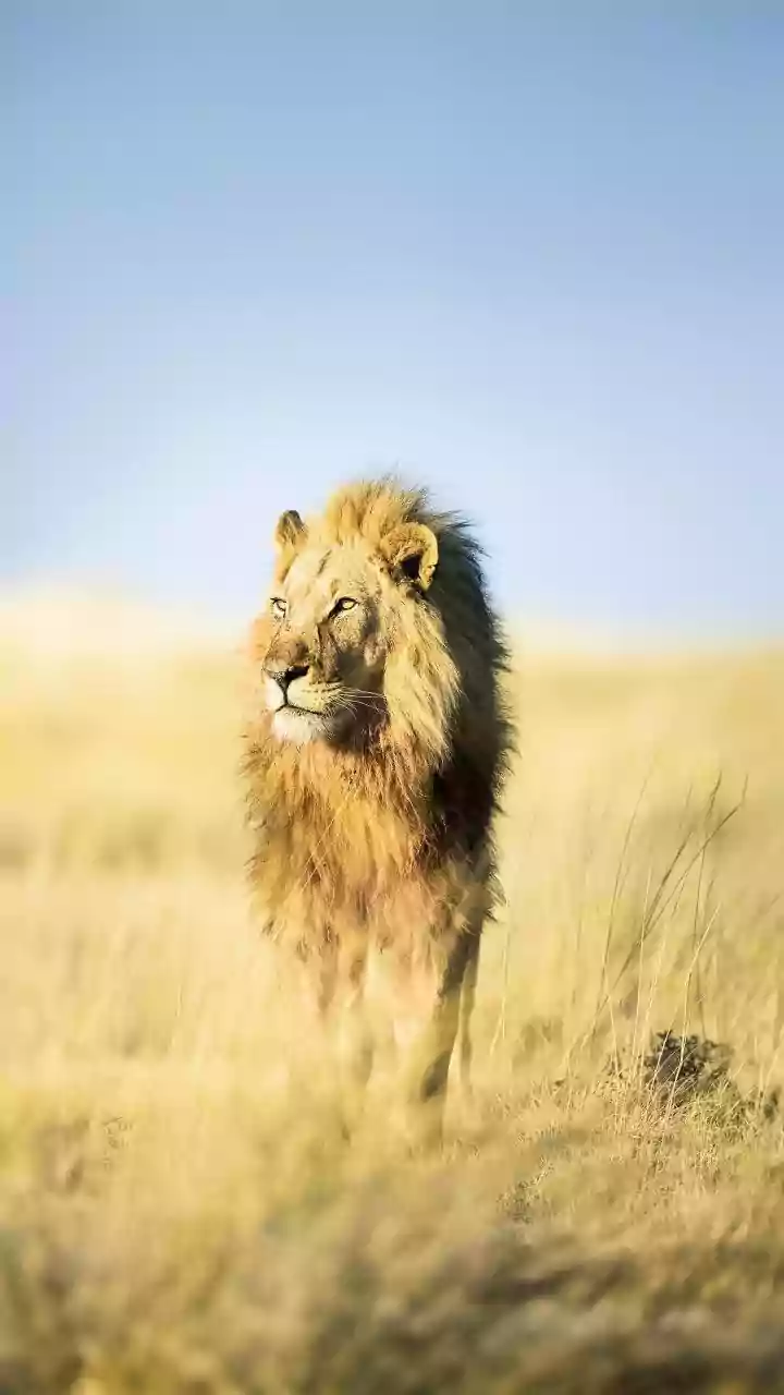 Six Radio-Collared Lions Offered Clues About Their Range: Barda Lions