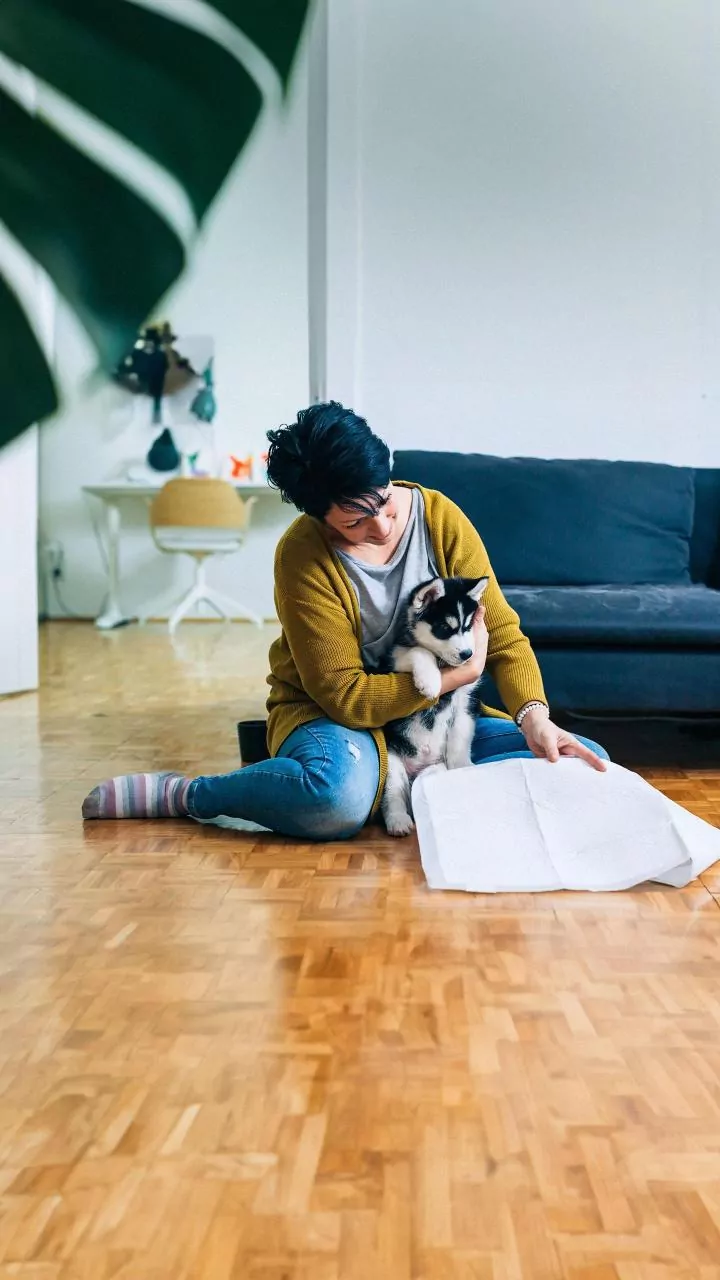 Plan A Pet-Sitter Handover Sheet Around Feeding Instructions And Daily Routines
