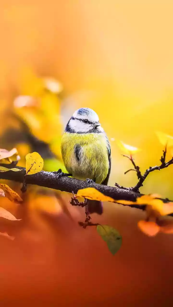 Why More Than Half of Migratory Bird Species Are Declining