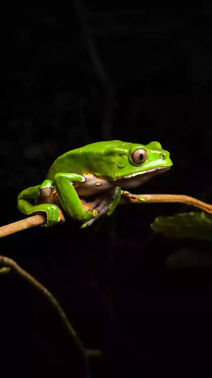 Coach que dizia ter superado câncer agressivo morre após ritual de “limpeza” com toxina de sapo da Amazônia