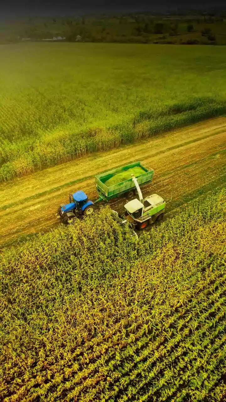 Weaker Monsoon Could Push Up India's Grocery Bill: Here's Why