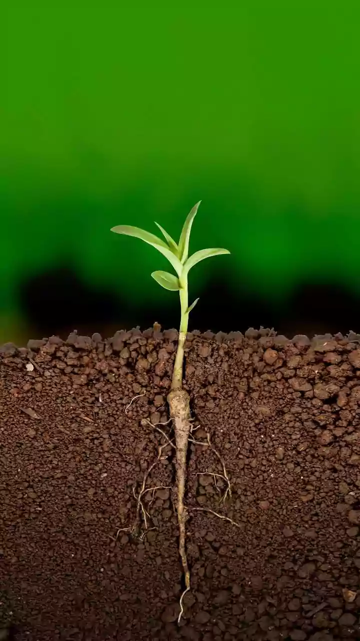 Mamonas assassinas: sementes plantadas com cinzas da banda já viraram mudas