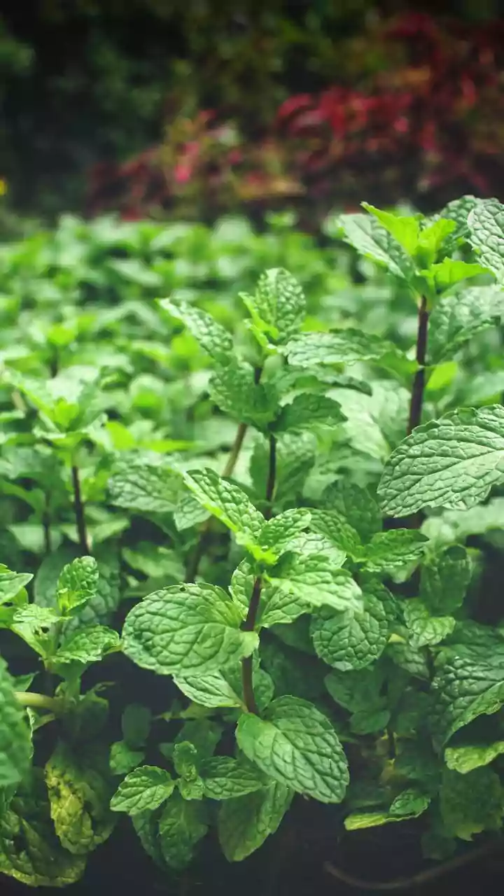 Create rich zero waste cooking oils using leftover coriander and mint stems