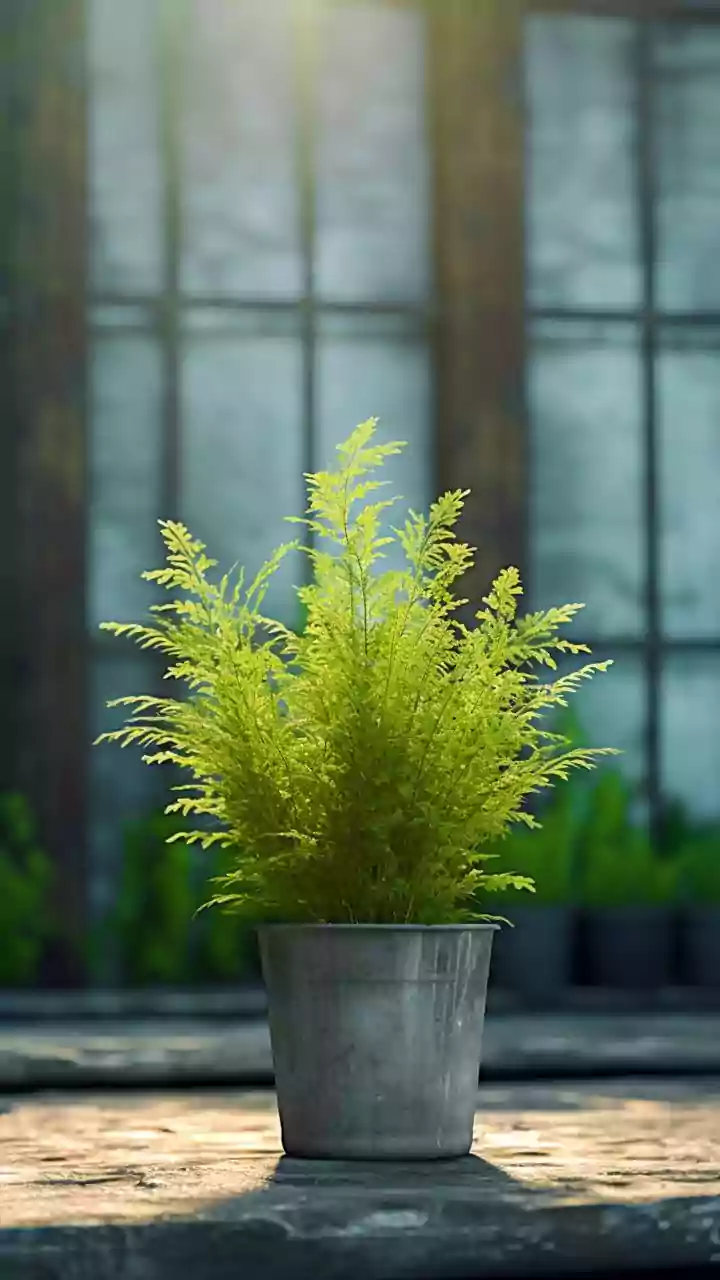 Revive your Monday with indoor plants that purify the air and boost your mood!