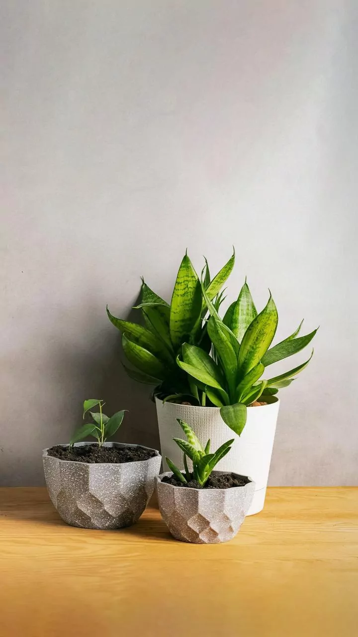 Indian Homes Can Choose Better Indoor Plants By Looking At Window Direction And Daily Light