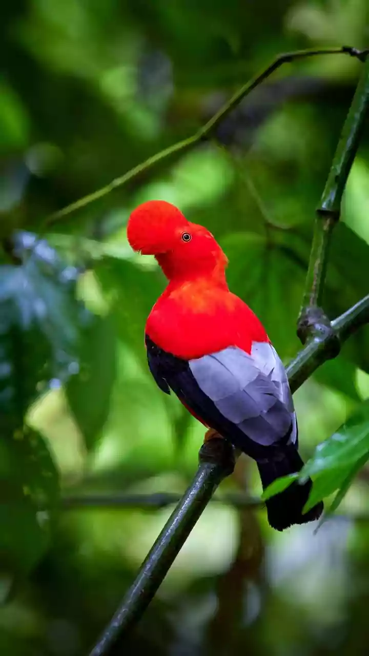 The New South Andaman Birding Trail Gives Nature Travellers a Reason to Review Low-Impact Etiquette