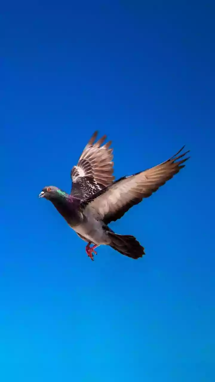 Rabbit or Eagle? Your First Glimpse Reveals Your Deepest Life Fear