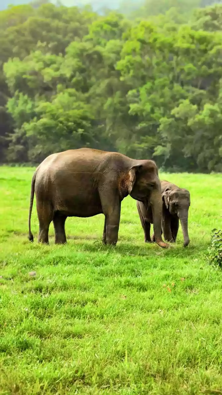 Discover India's Top Elephant Havens: A Wildlife Traveler's Dream!