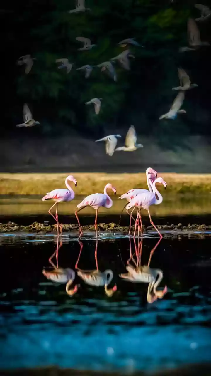 Thane Creek's Rs 45-Crore Eco Park Blends Tourism With Bird Conservation