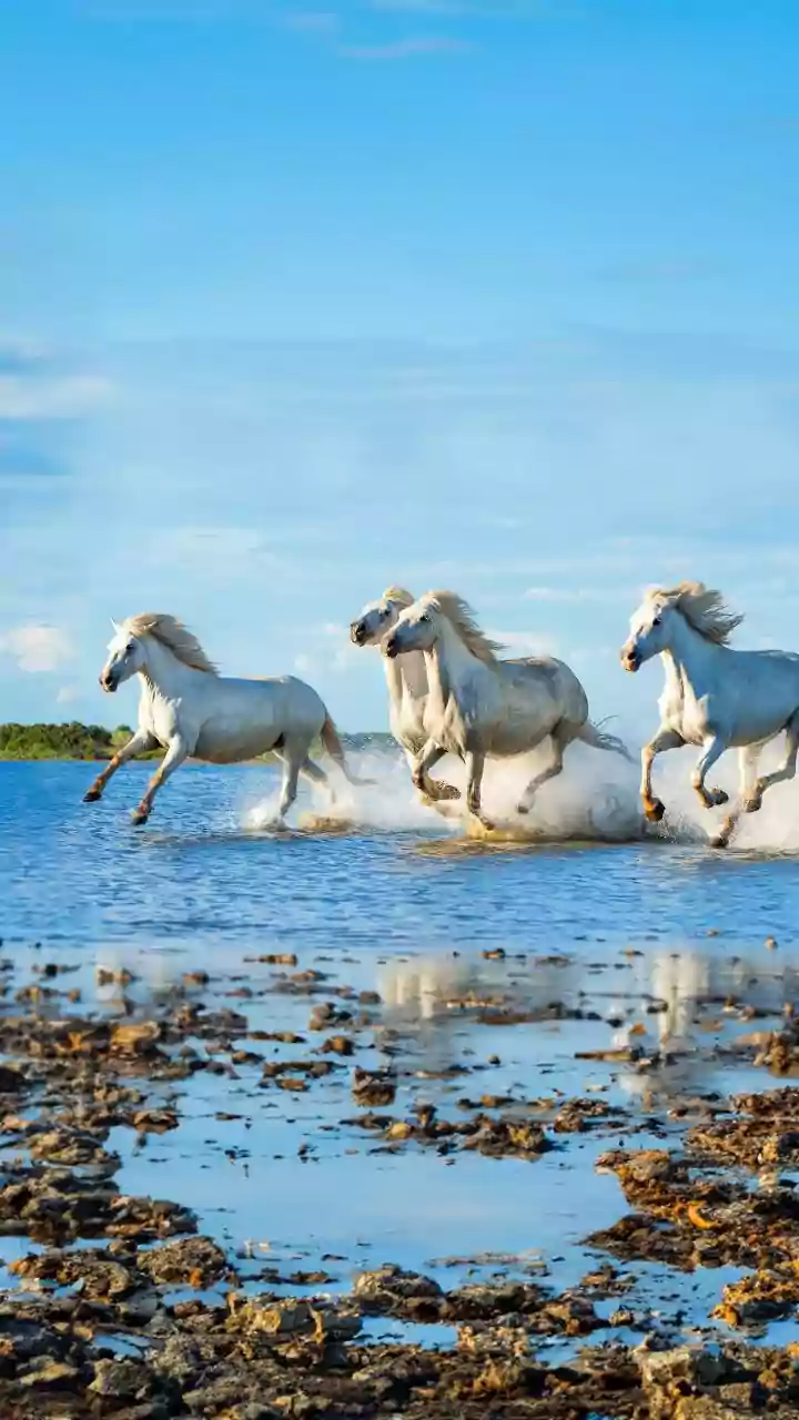 Chincoteague's Wild Ponies: Island Charm, Ocean Breezes, and an Unforgettable Annual Swim