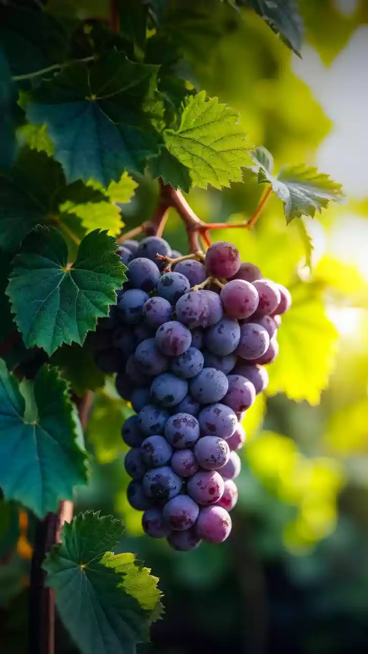 Gramado ganha “Janela do Vinho” à moda italiana. Saiba onde