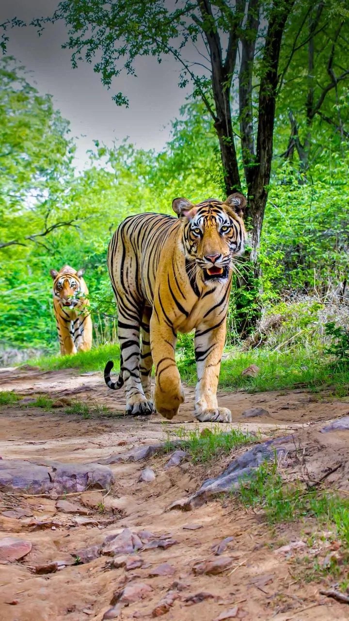 5 Ranthambore Wonders: Wildlife Adventures Beckon!