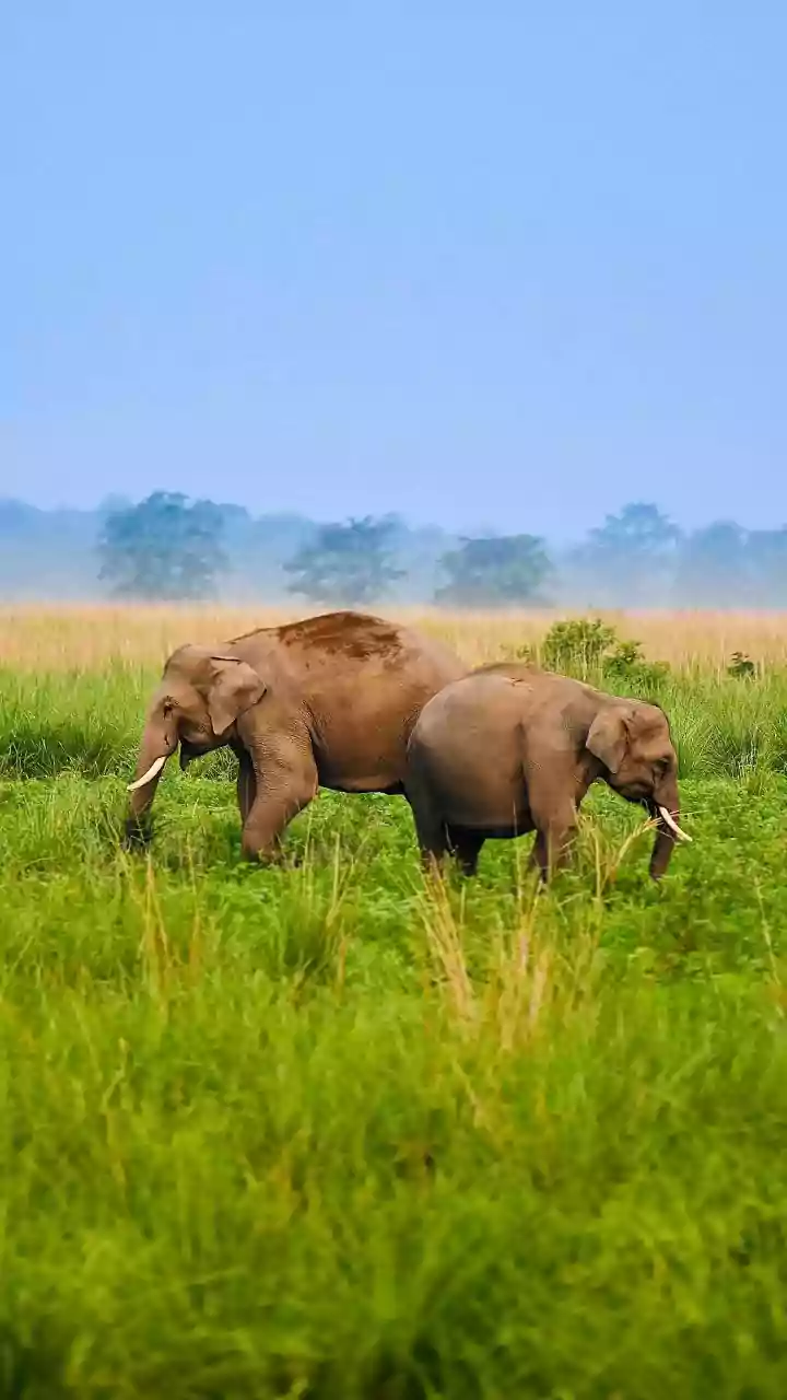 Kaziranga's Wild Wonders: Spot 8 Incredible Animals in India's Esteemed National Park