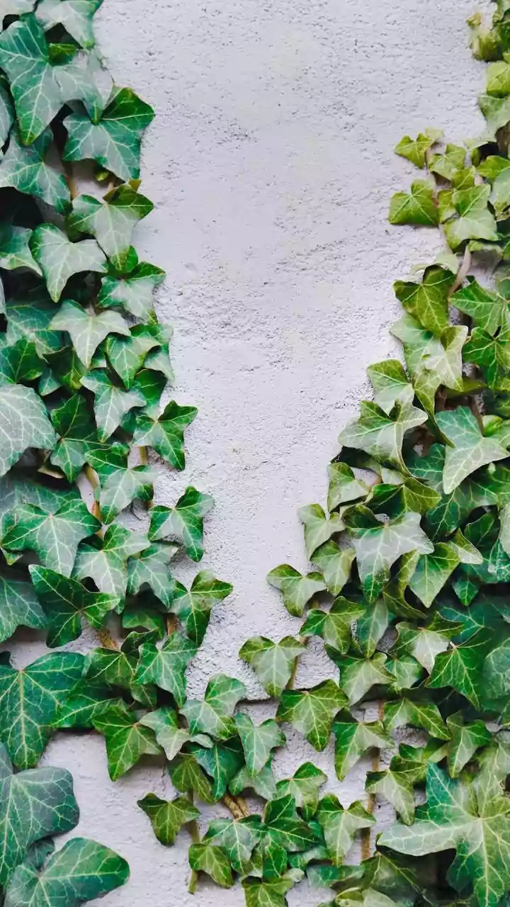 How to Prevent Mould During India's Rainy Season