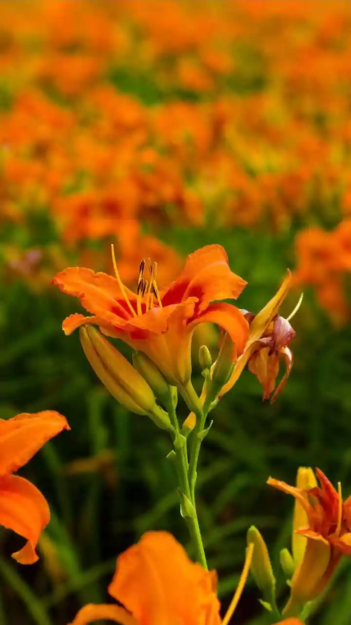 How to grow daylilies in your garden