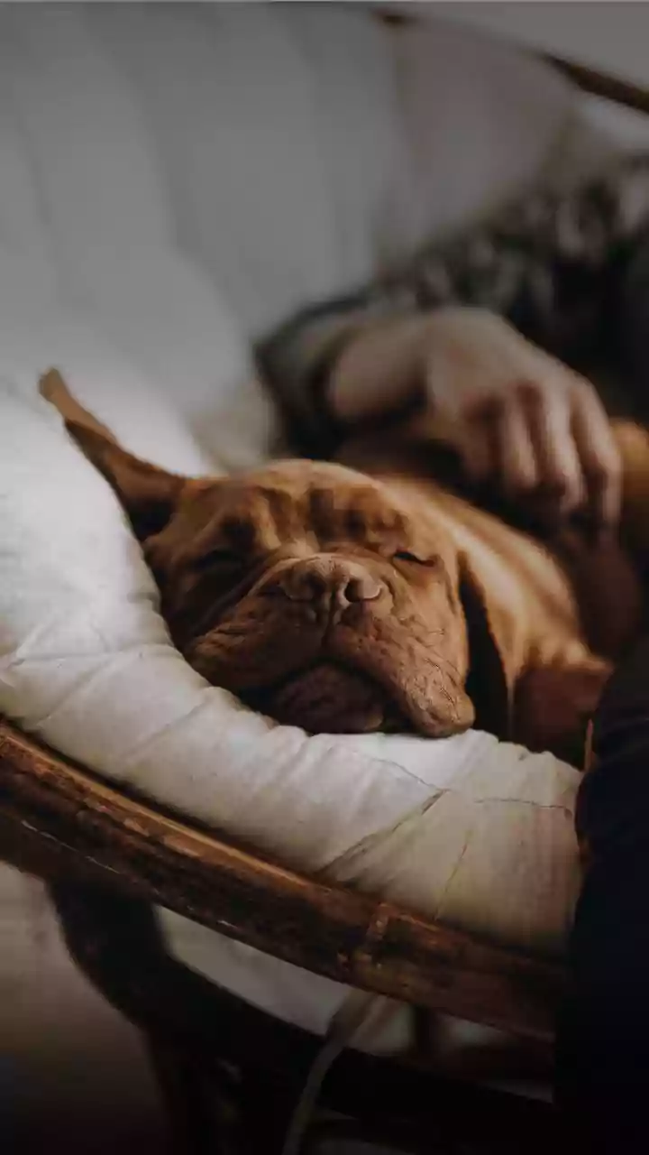 Como os cachorros escolhem a pessoa da família com quem dormem, segundo especialistas