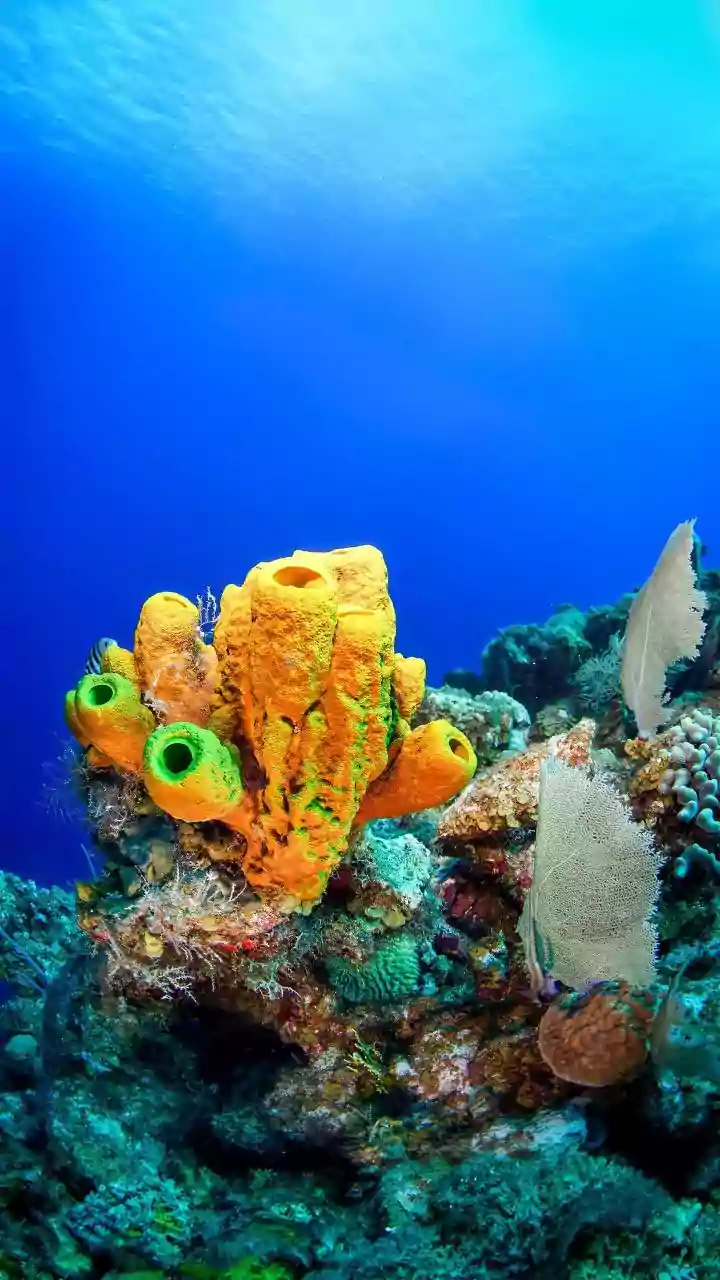Como as esponjas marinhas sobrevivem às águas escuras do oceano profundo?
