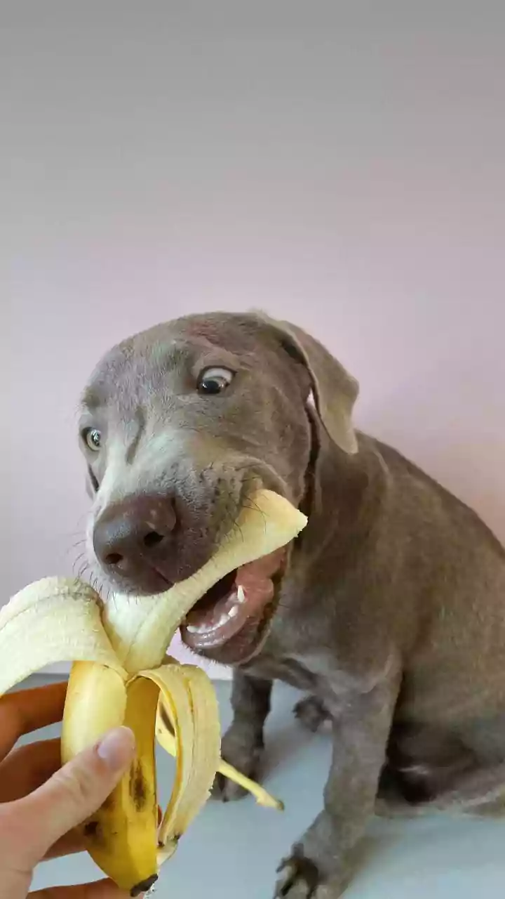 Frutas que cães não podem comer: conheça 10 opções que podem fazer mal aos pets