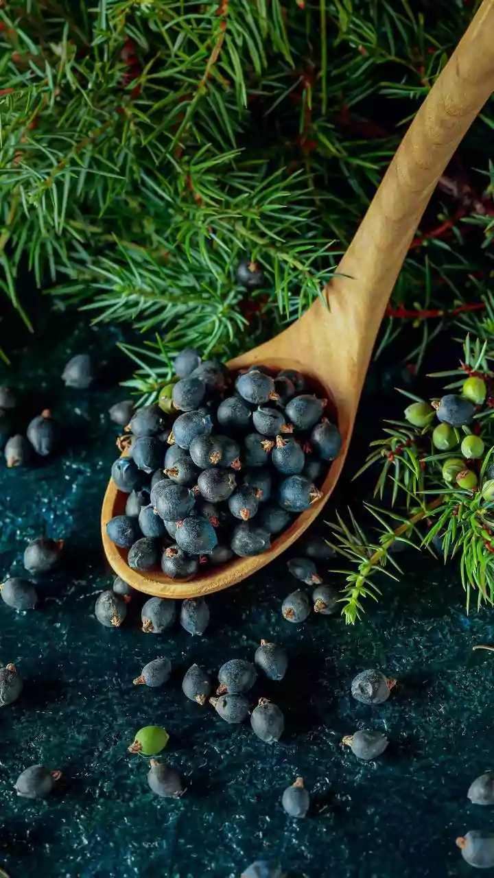 Juniper Berries: Nature's Tiny Powerhouses for Well-being